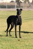 Avatar de Canino17