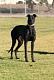Avatar de Canino17