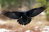 Avatar de cuervo negro