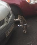 Avatar de El Catire