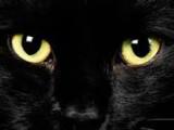 Avatar de Gato Negro32