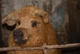 Avatar de Porc_Mangalita