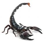 Avatar de Scorpio6