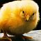 Avatar de sexadordepollos