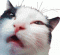 Avatar de ShemaleLoverFC