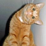 Avatar de Sursum Corda
