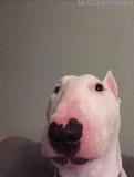 Avatar de Un Catador Mas