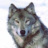 Avatar de wolf8nolyn